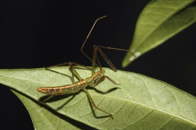 A green assassin bug nymph crawls along a leaf