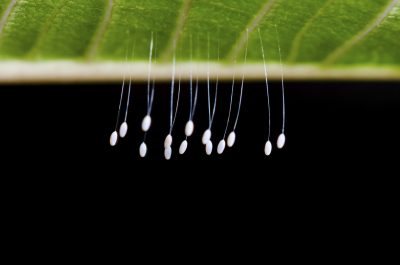 Close up small eggs and larvae insect of Golden Eye Green Lacewings that hang under leaves