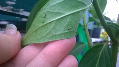 monarch larvae - darcy larum