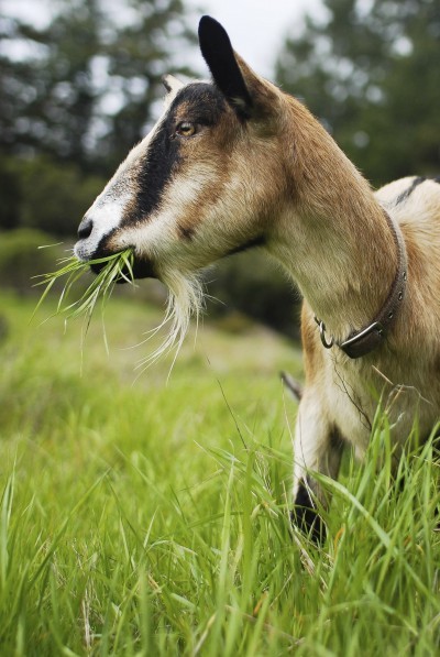 goat weed control