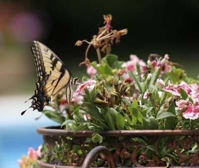 butterfly container