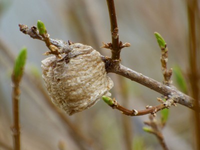 praying matis sac