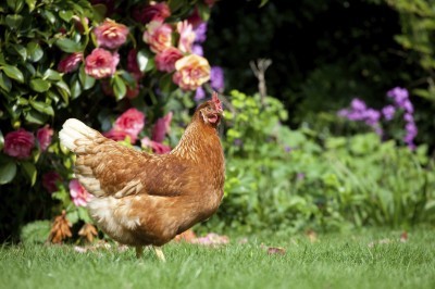 backyard chicken