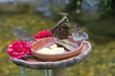 butterfly feeder