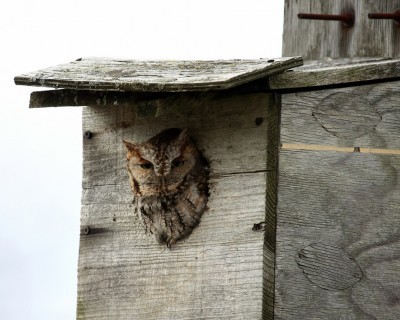 owl-box
