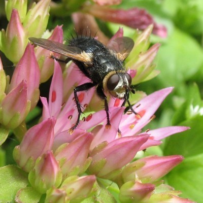 Tachinaire -- Tachinid Fly