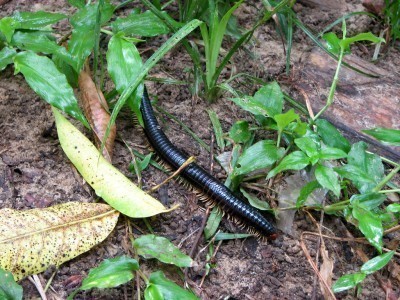 centipede-millipede