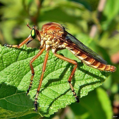 robber-fly