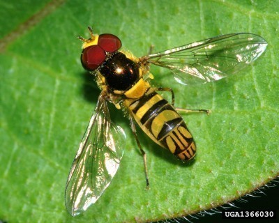 hover fly