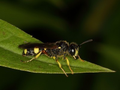 predator-wasp