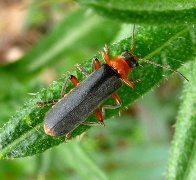 soldier-beetle