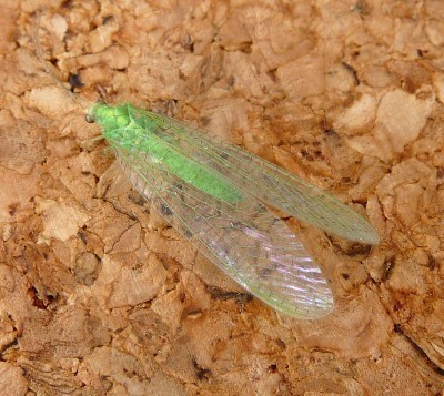 green-lacewing
