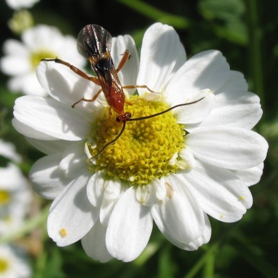 Hyménoptère parasite -- Parasitic Wasp