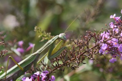 praying mantis