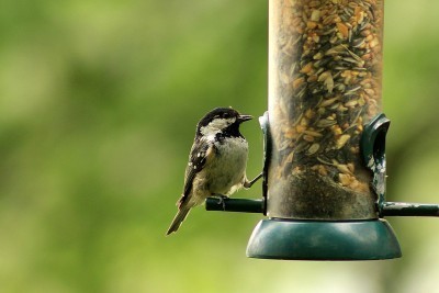 bird-feeder