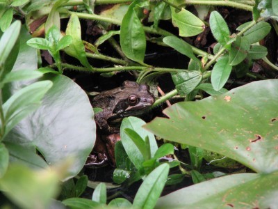 garden-frog