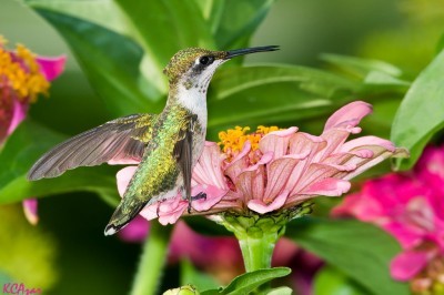 hummingbird-in-garden
