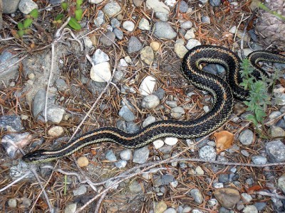 garden-snake