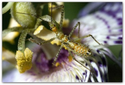 assassin-bug