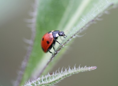 ladybug