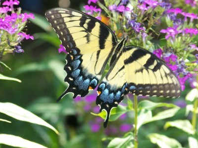 butterfly-in-garden