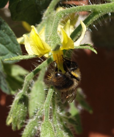 bee-pollination