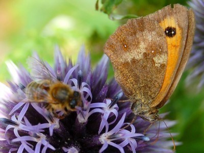 pollinator-garden