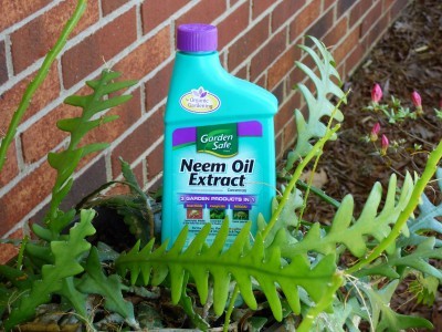 neem-oil