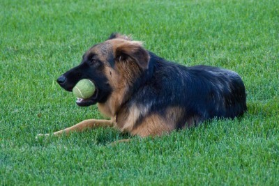 dog-in-grass