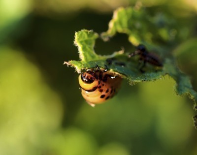 pest in the garden