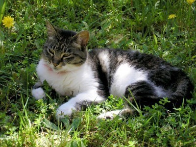 cat in weeds