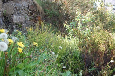 weedy-garden