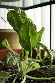 swiss-chard-indoors