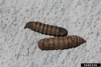 soldier fly larva