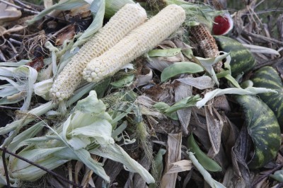 composting corn husks
