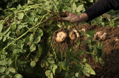 Fresh Potatoes from field