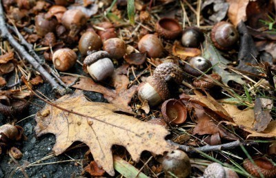 acorns