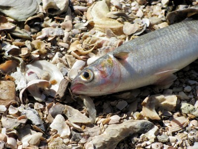 dead-fish