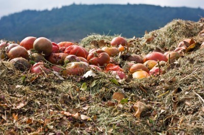 compost-tomatoes