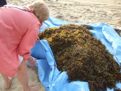 harvesting-seaweed