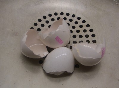 eggshells