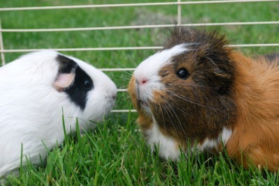 Guinea Pigs