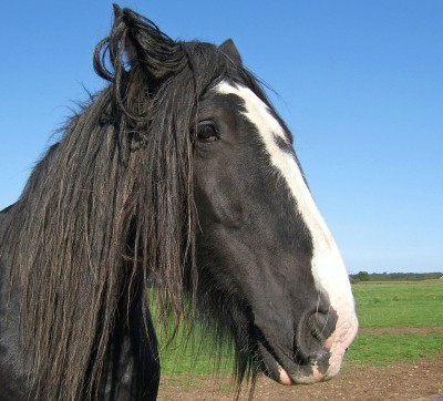 black-horse