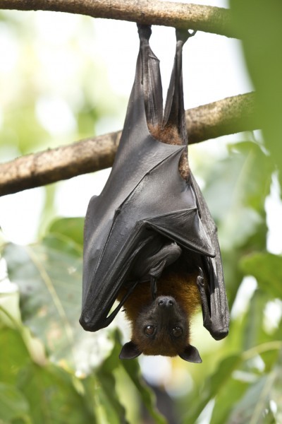 Bat