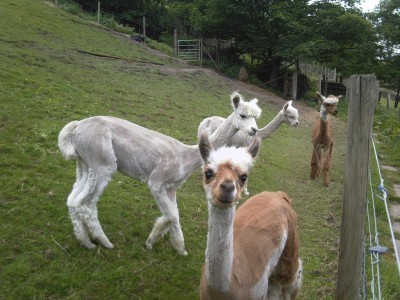 alpacas