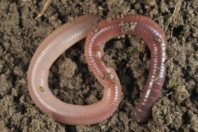 earthworm escape