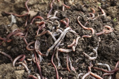 Group of earthworms in the earth