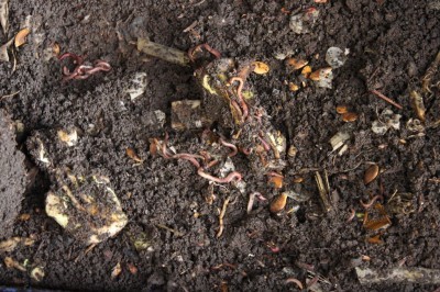 vermicompost