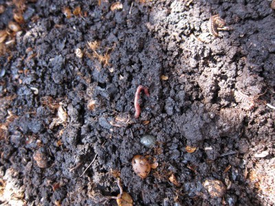 vermiculture-pests