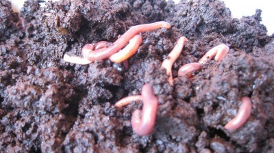 vermicompost